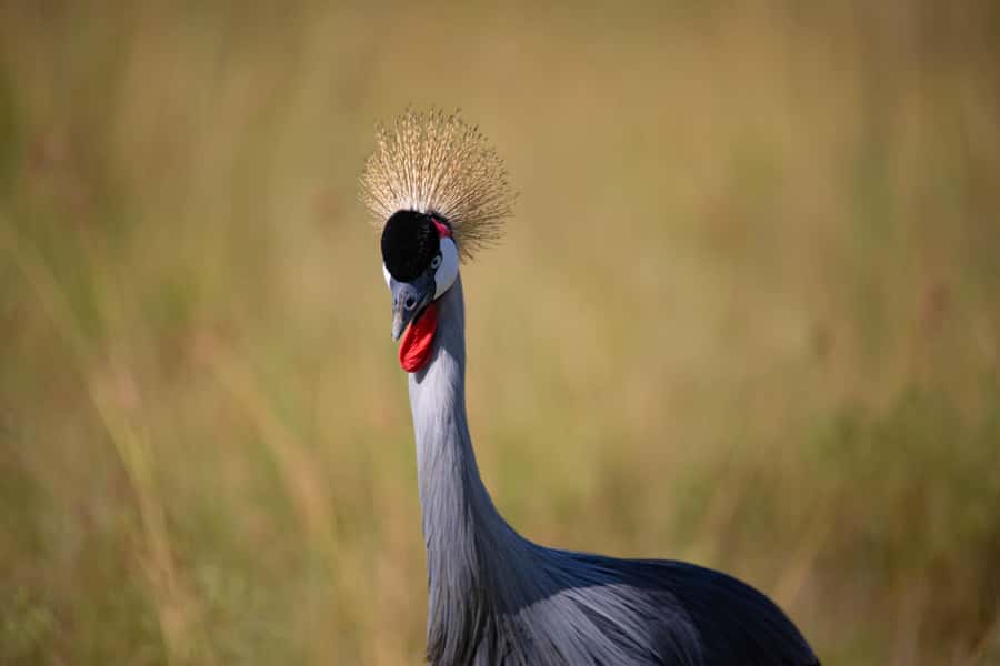 Nairobi: National Park Guided Game Drive - Price and value: what you pay, what you don’t, and how to budget