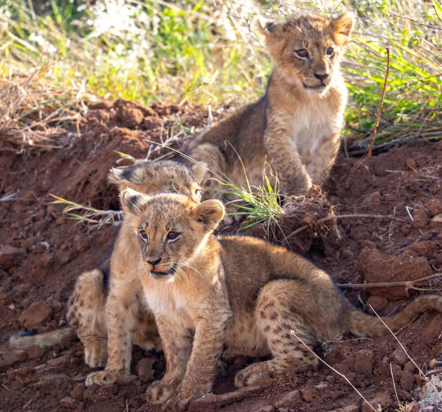 Nairobi: National Park Guided Game Drive For 5 Hours - Key highlights worth planning around