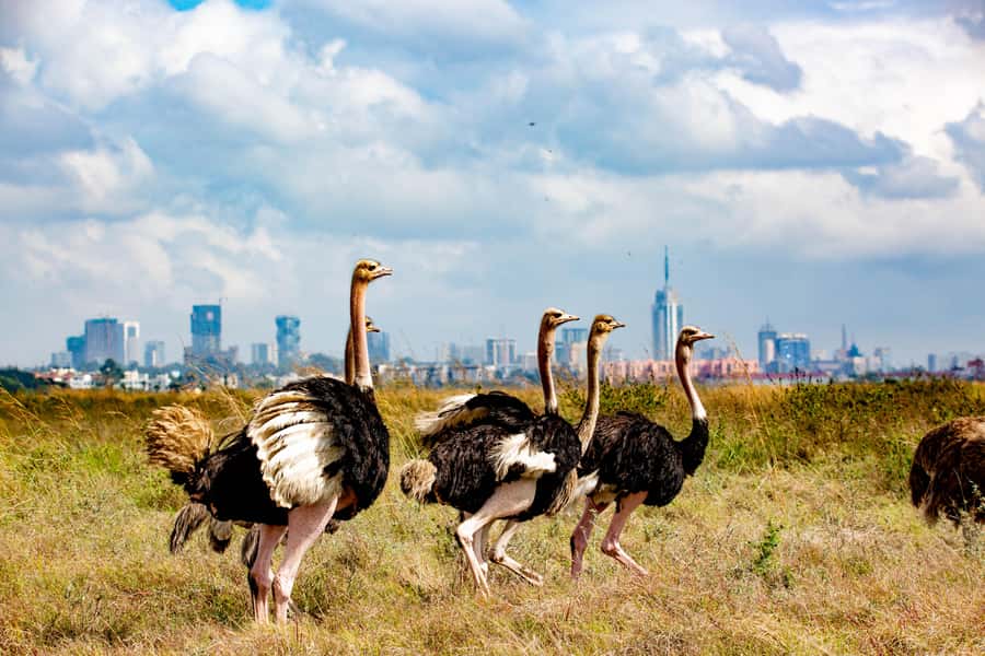 Nairobi: National Park Guided Game Drive For 5 Hours - The skyline-safari setup: what you’re doing inside the park