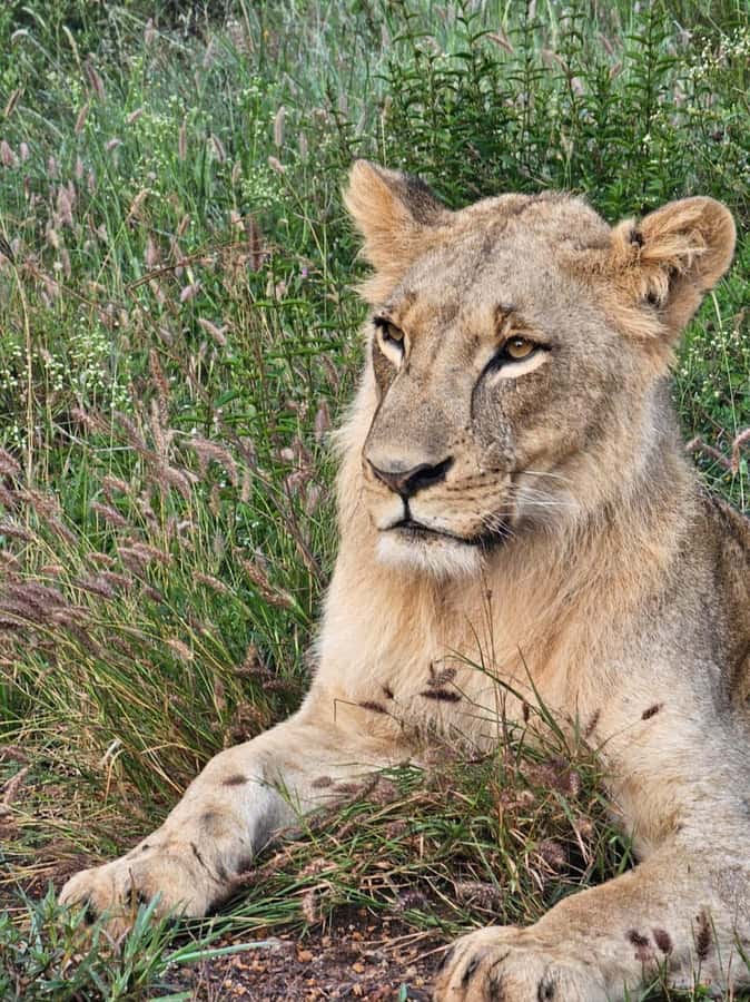 Nairobi: National Park Guided Game Drive For 5 Hours - Photo notes for skyline wildlife shots (so your camera gets the best angles)