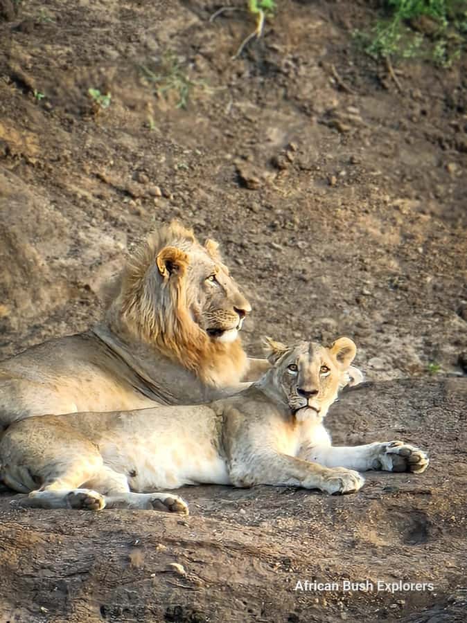 Nairobi: National Park Guided Game Drive For 5 Hours - Morning vs afternoon: how to choose the right departure
