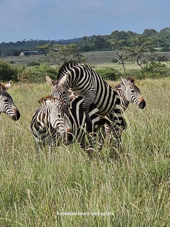 Nairobi: National Park Guided Game Drive For 5 Hours - Conservation context: what your visit supports