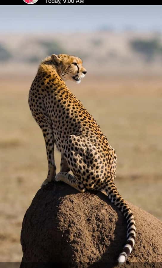 Nairobi: National Park Guided Game Drive For 5 Hours - Value check: does $40 deliver once you add the entry fee?