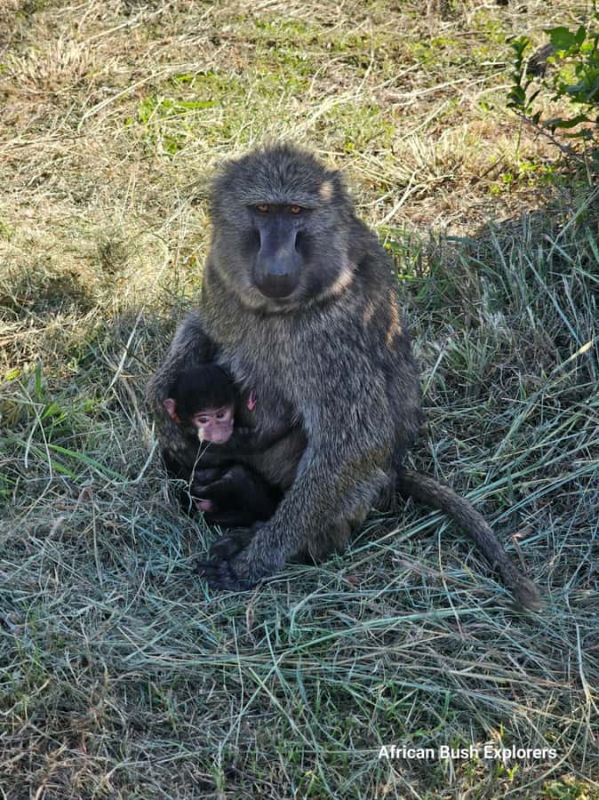 Nairobi: National Park Guided Game Drive For 5 Hours - Who this tour fits best, and who might want something else