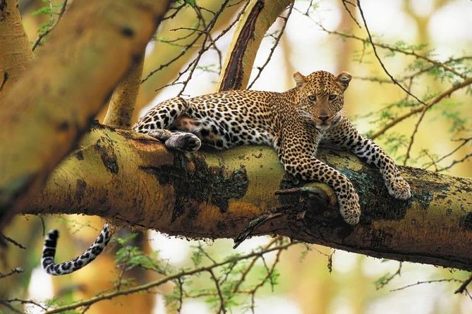 Nairobi National Park Guided Half Day Tour Game Drive- FREE WIFI - Nairobi Wildlife in a Tight Schedule: The Value of Half-Day Timing