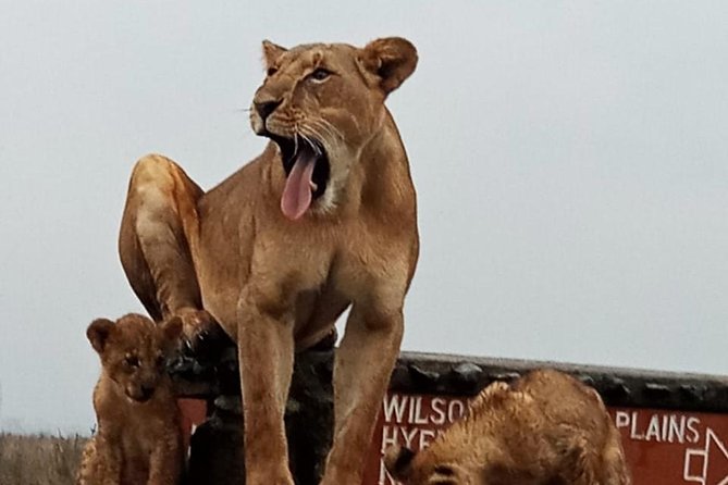 Nairobi National Park Guided Half Day Tour Game Drive- FREE WIFI - Leopard, Rhino, Lion, and the Elephant Question (Set Expectations Fast)