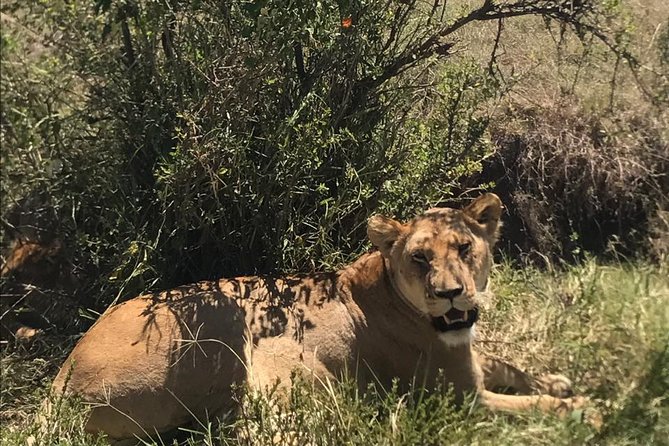 Nairobi National Park Guided Half Day Tour Game Drive- FREE WIFI - The Nairobi Animal Orphanage Stop: Wildlife Rescue With a Clear Purpose