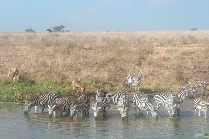 Nairobi National Park Guided Half Day Tour Game Drive- FREE WIFI - Lunch Break Timing: What You Should Plan For