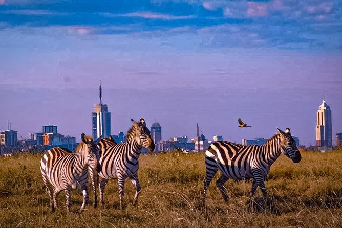 Nairobi National Park Guided Half Day Tour Game Drive- FREE WIFI - Price and Logistics: Is $52 Good Value for Nairobi National Park?
