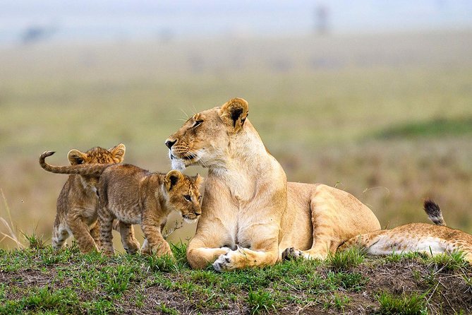 Nairobi National Park Guided Half Day Tour Game Drive- FREE WIFI - Group Size, Timing, and the Private Jeep Upgrade