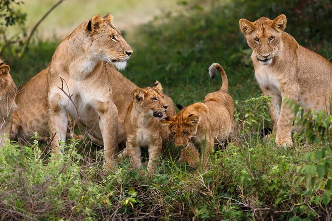 Nairobi National Park Guided Half Day Tour Game Drive- FREE WIFI - Inside Nairobi National Park: A 4-Hour Game Drive You Can Actually Enjoy
