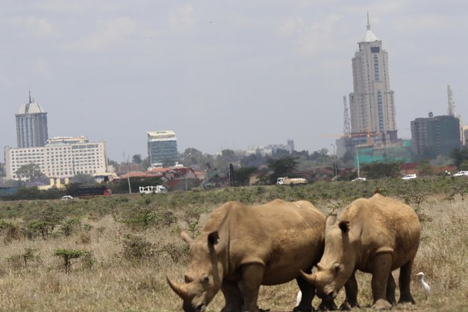 Nairobi National Park guided tour - Nairobi National Park near Nairobi: why it feels special