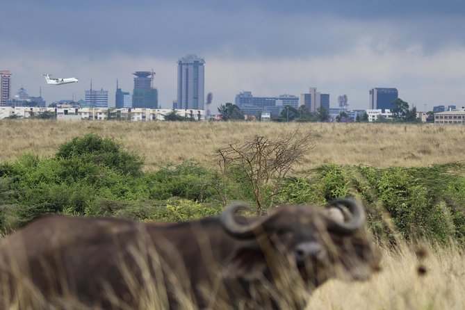 Nairobi National Park guided tour - Wildlife you can realistically aim for: giraffes, black rhinos, and the Big 4 talk