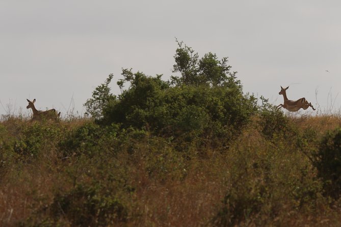 Nairobi National Park guided tour - Open-air safari vehicle, private group, and why it changes everything