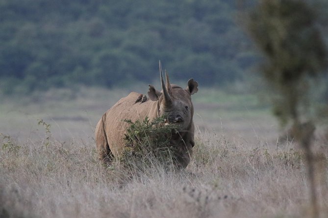 Nairobi National Park guided tour - What to pack and how to make your 4-hour drive more successful