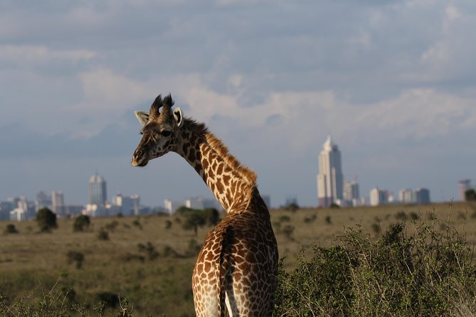 Nairobi National Park guided tour - Lunch, entrance fees, and the small planning gaps that matter