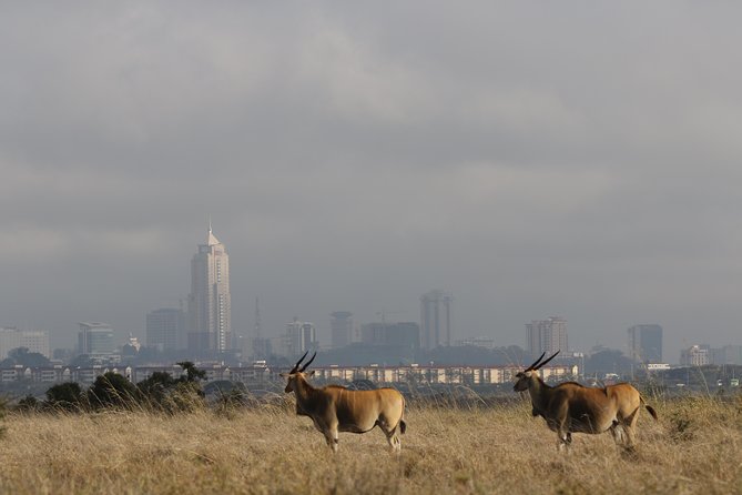 Nairobi National Park guided tour - Price and logistics: what $102.57 really covers
