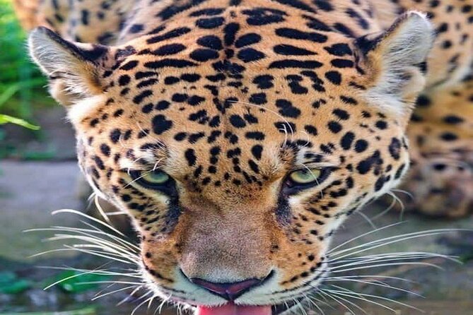 Nairobi National Park Half-Day Game Drive - Key highlights I’d circle before you book