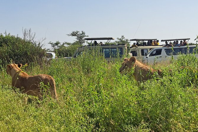 Nairobi National Park Half-Day Game Drive - Nairobi National Park, where the skyline and the safari share the same frame