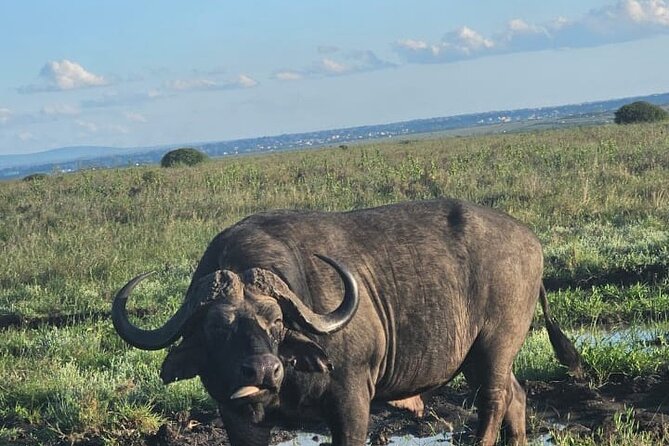 Nairobi National Park Half-Day Game Drive - How to maximize sightings when you only have half a day