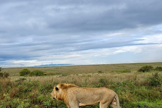 Nairobi National Park Half-Day Game Drive - Wi-Fi inside the park: a fun extra, but use it smartly
