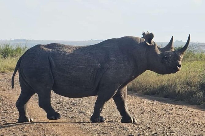 Nairobi National Park Half-Day Game Drive - Private open-sided jeep vs shared van: what changes for you