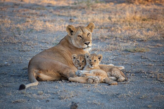 Nairobi National Park Half Day Game Drive Tour With Free WIFI - Price That Makes Sense: $41 Plus What Costs Extra