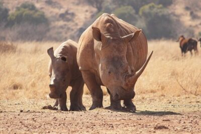 Nairobi National Park Half Day Game Drive Tour With Free WIFI