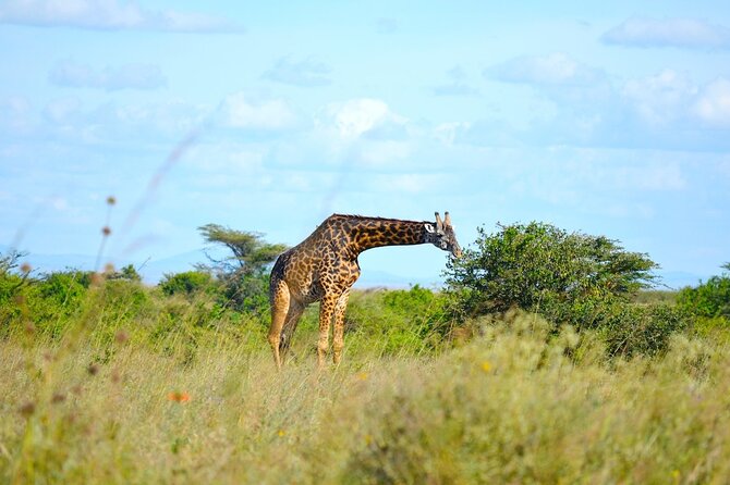 Nairobi National Park Half Day Game Drive Tour With Free WIFI - Who This Tour Fits Best, and What to Expect From the Style