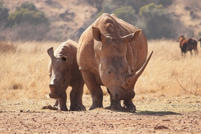 Nairobi National Park Half Day Game Drive Tour With Free WIFI - Inside the Park: 4WD Game Drive, Animal Chances, and Photo Time