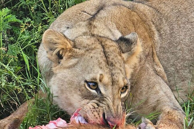 Nairobi National Park Half-Day Game Drive - What the 5-hour schedule actually feels like