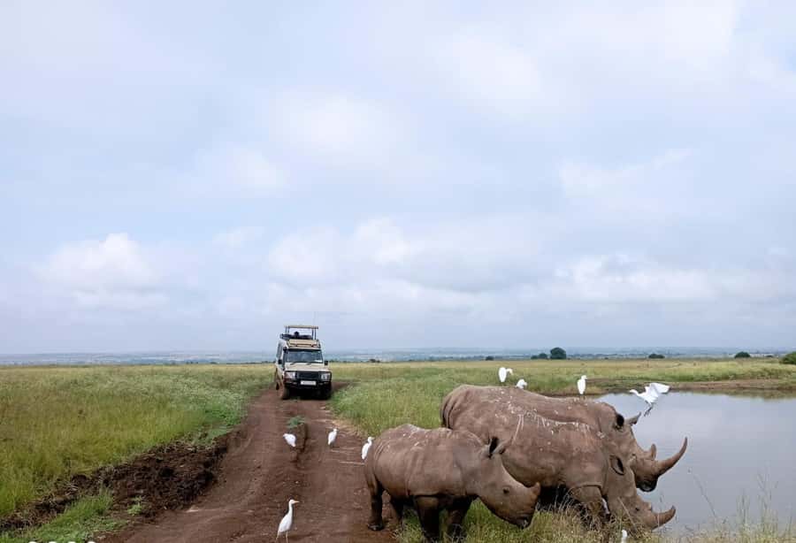 Nairobi National Park: Half-Day Group Tour with Pickup - Key things to know before you go