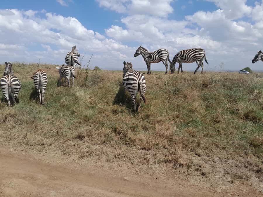 Nairobi National Park: Half-Day Group Tour with Pickup - Nairobi National Park: a half-day safari next to real city life