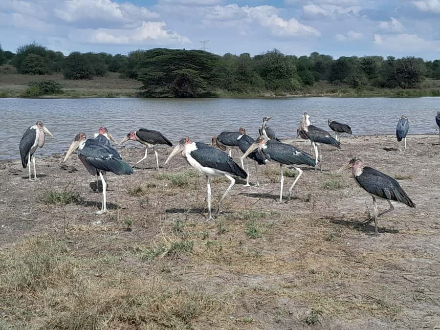 Nairobi National Park: Half-Day Group Tour with Pickup - The drive to the park: where the time goes (and why it still works)