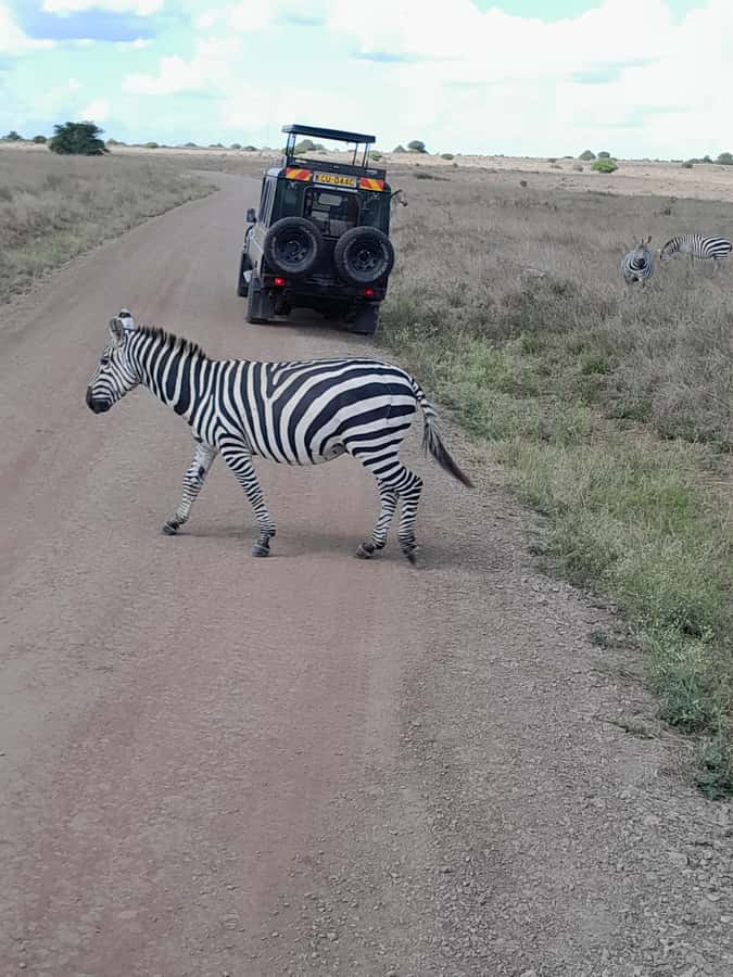 Nairobi National Park: Half-Day Group Tour with Pickup - Who you might see: Big Five targets, plus the birds that keep paying off