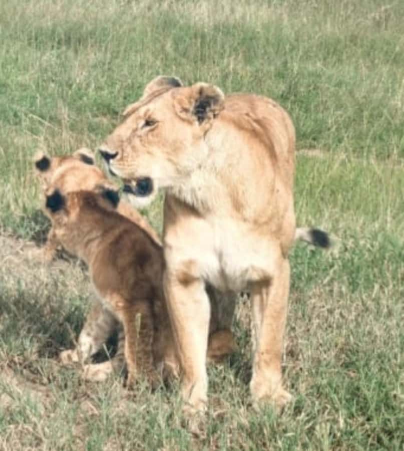 Nairobi National Park: Half-Day Group Tour with Pickup - The short viewpoint stop: photos with less rush