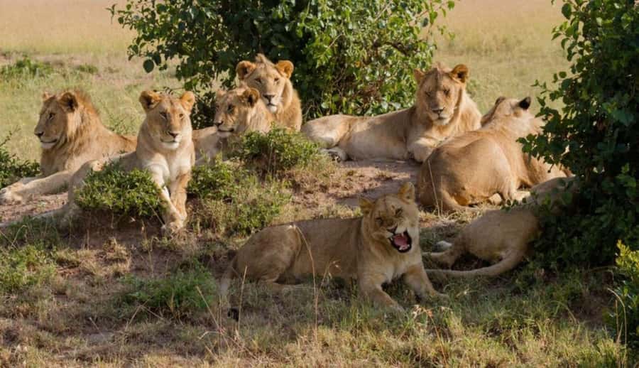 Nairobi National Park Half-Day Guided Game Drive With Pickup - Key highlights to look for