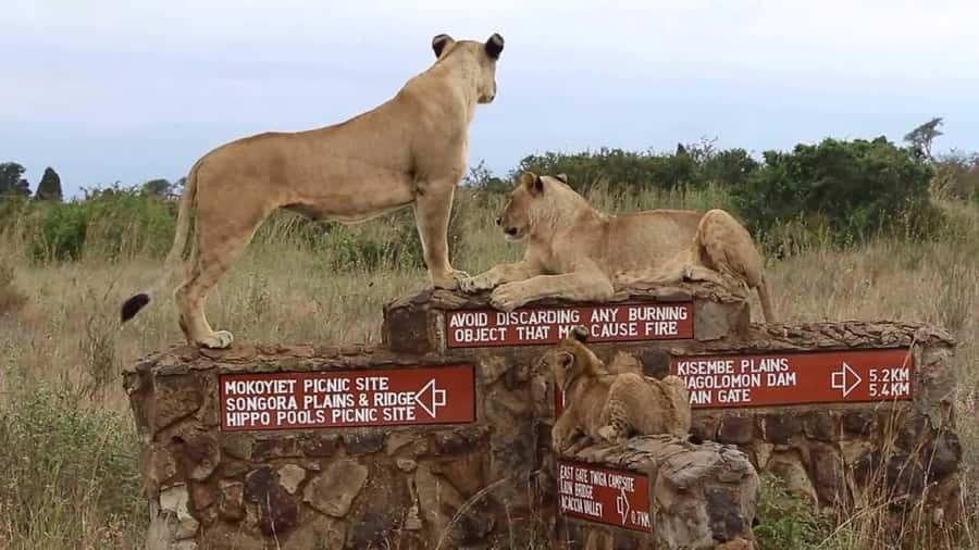 Nairobi National Park Half-Day Guided Game Drive With Pickup - Why Nairobi National Park Fits a Half-Day Schedule