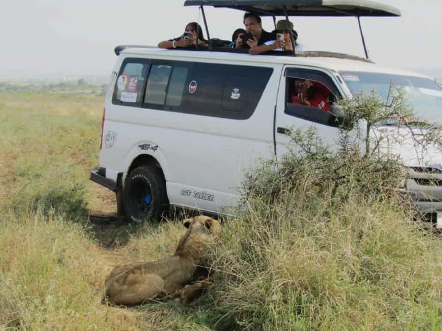 Nairobi National Park Half-Day Guided Game Drive With Pickup - The Guided Game Drive: What You’re Really Looking For