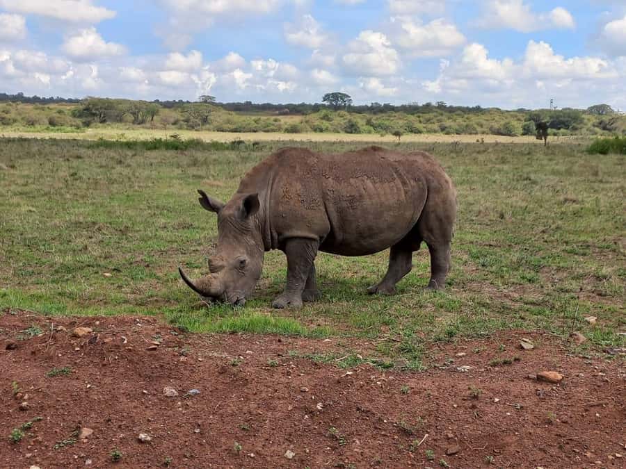 Nairobi National Park Half-Day Guided Game Drive With Pickup - Guide Quality Matters More Than You Think