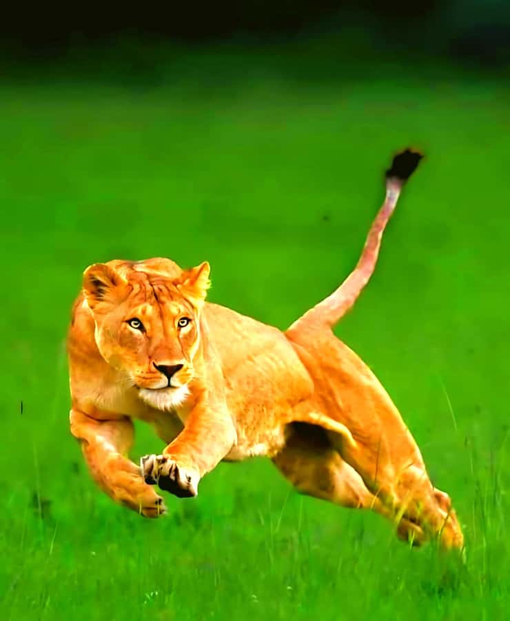 Nairobi National Park Half-Day Guided Game Drive With Pickup - The Park Stop and the Beads-and-Leather Side Quest