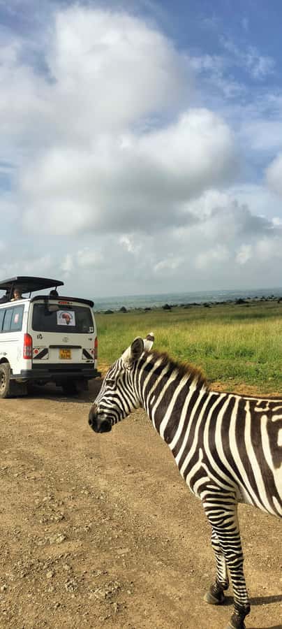 Nairobi National Park Half-Day Guided Game Drive With Pickup - Price and Logistics: What $42 Really Covers