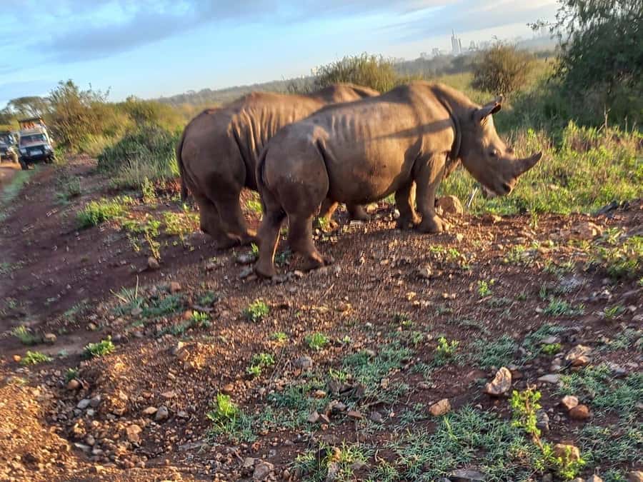Nairobi National Park Half-Day Guided Game Drive With Pickup - What a 5-Hour Day Feels Like on the Ground