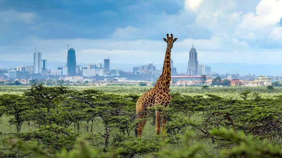 Nairobi National Park Half-Day Guided Game Drive With Pickup - Who This Tour Suits Best (and Who Might Want Alternatives)
