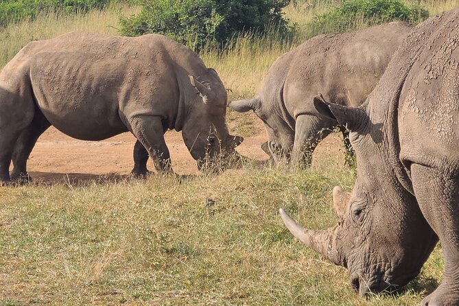 Nairobi National Park half day tour - Where the savannah meets the city (and what animals you should look for)