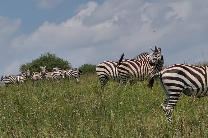 Nairobi National Park Half Day Tour - A half-day safari that starts in Nairobi, not a far-away lodge