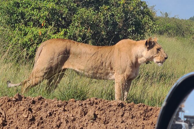 Nairobi National Park Half Day Tour - Inside Nairobi National Park: 3.5 hours of game drive and real wildlife learning