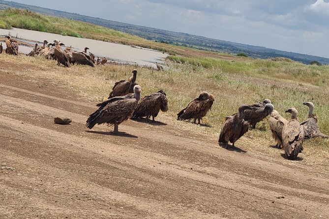 Nairobi National Park Half Day Tour - Lunch timing, comfort breaks, and how to plan the rest of your day