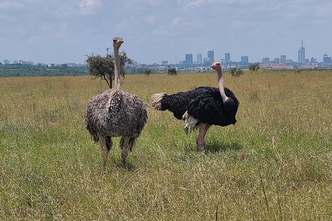 Nairobi National Park Half Day Tour - Guides who make the difference, and what to watch for during your drive