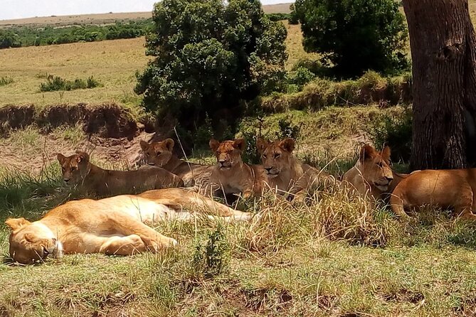 Nairobi National Park Half-Day Tour; Free Wi-Fi connection - Should you book Nairobi National Park Half-Day Tour?